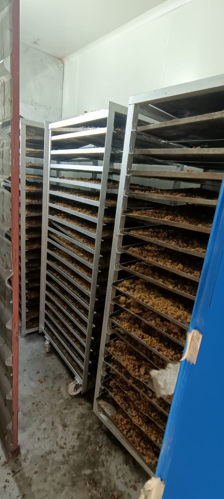Apple pomace in drying racks